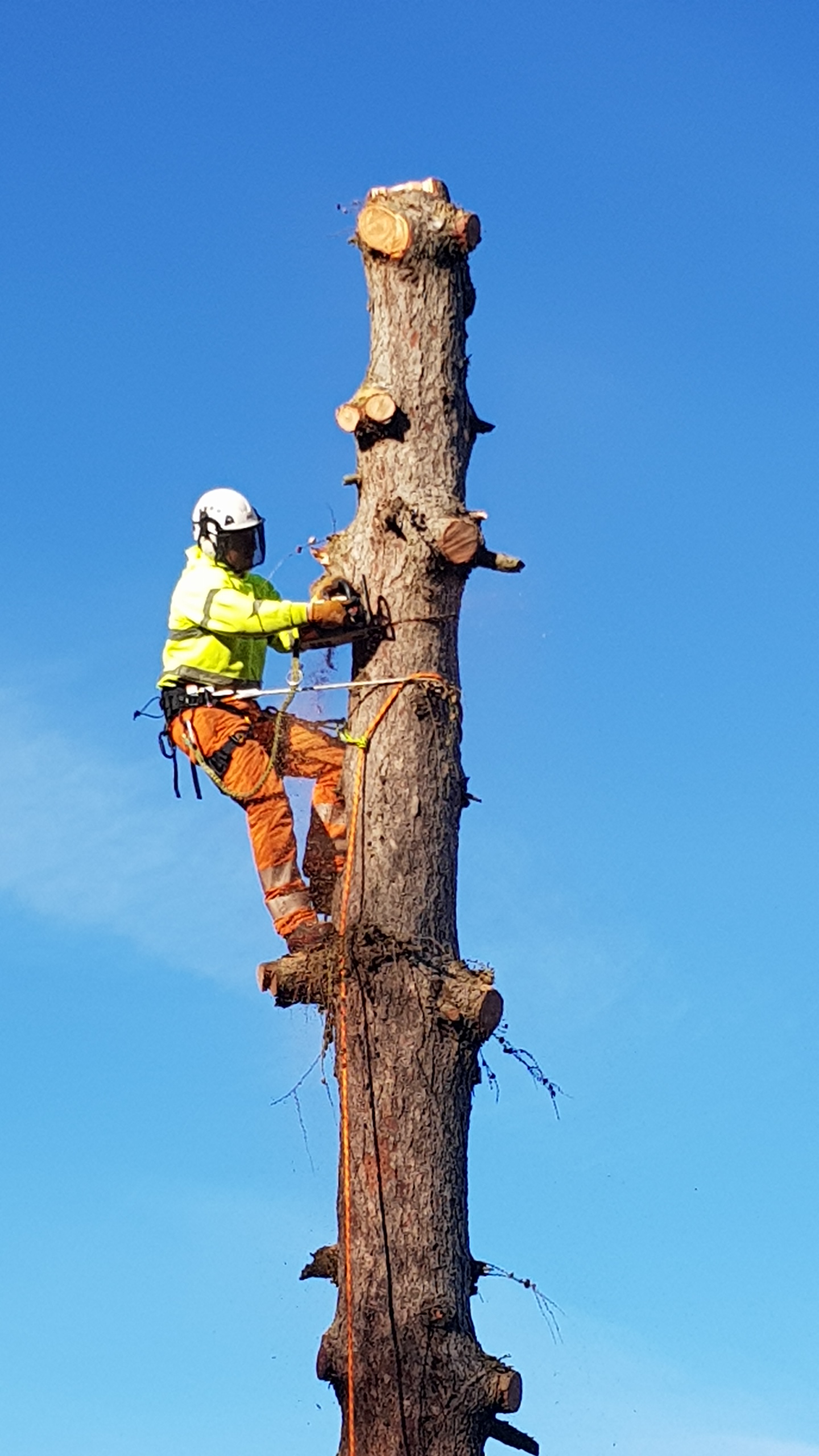 Treecare