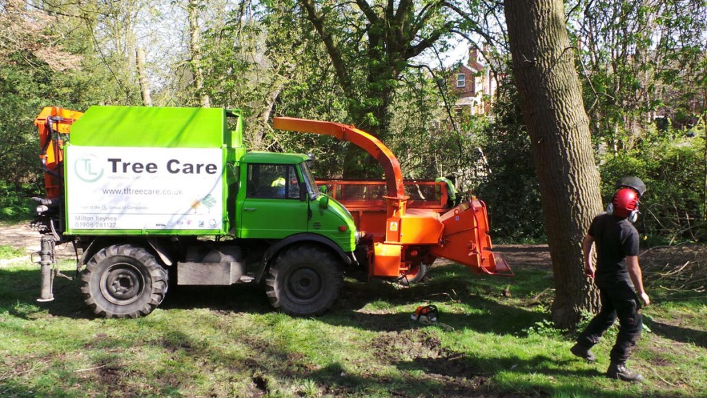 Tree surgeons working