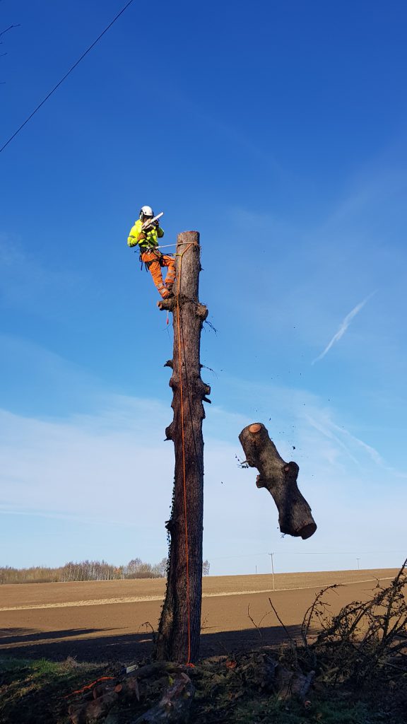 Tree Removal | Tree Surgery