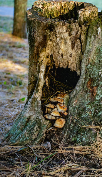 Image of rotting tree stump in Cosgrove